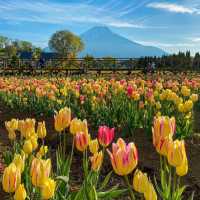 【山梨】富士山が見える美しい公園