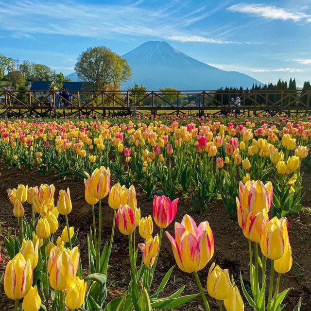 【山梨】富士山が見える美しい公園