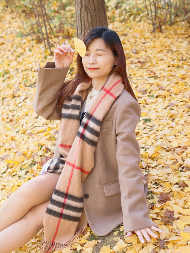 🍂首爾市內最美銀杏公園