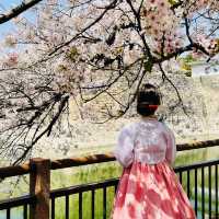 Blossoms and Beauty: Hanami Magic at Osaka Castle Park!