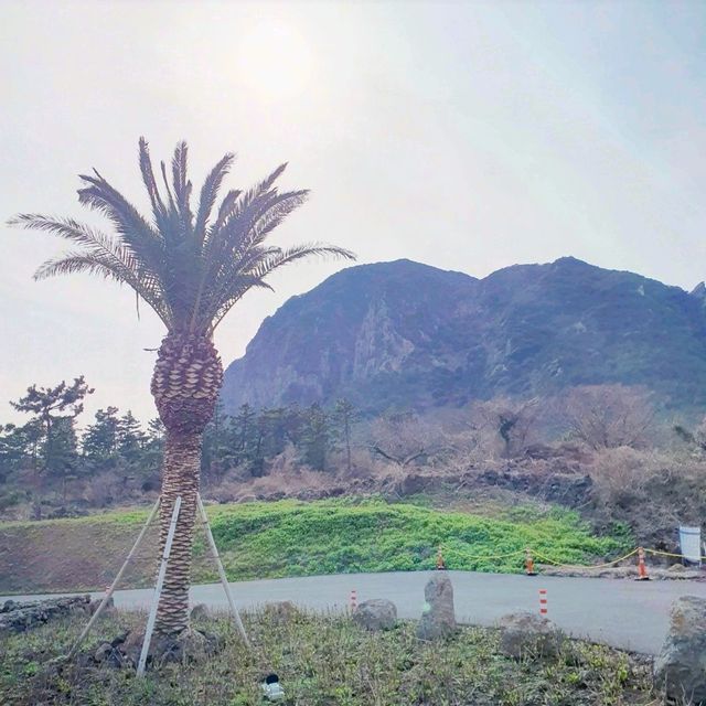 산방산 앞 멕시코 컨셉 카페 엘파소