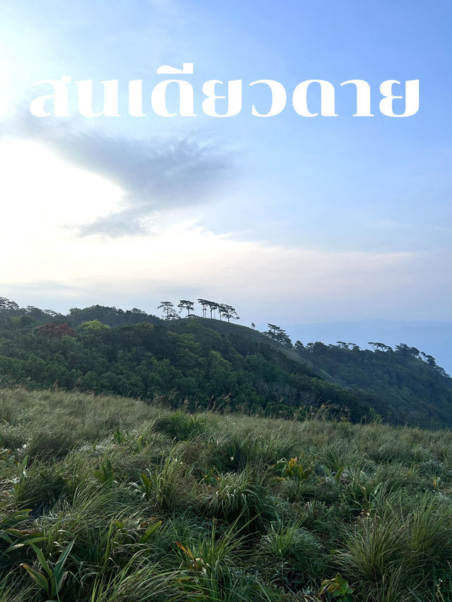 สนเดียวดาย แลนด์มาร์คบนดอยหลวงตาก⛰️