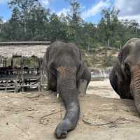 Walking with Giants: An Unforgettable Day at POM Elephant Sanctuary 🐘✨