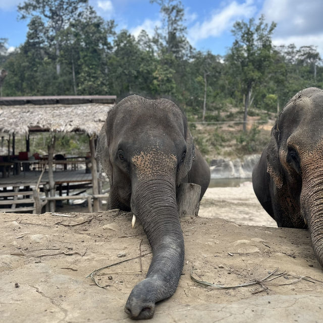 Walking with Giants: An Unforgettable Day at POM Elephant Sanctuary 🐘✨