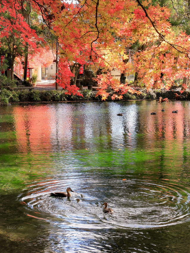 📍 【栃木】静寂な水辺に映る紅葉🍁 