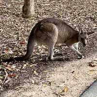 畢爾瓦必去景點|澳大利亞動物園