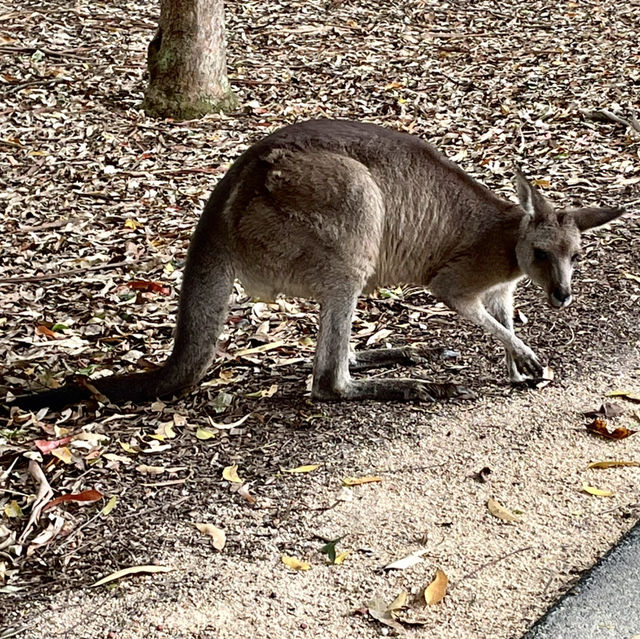 畢爾瓦必去景點|澳大利亞動物園