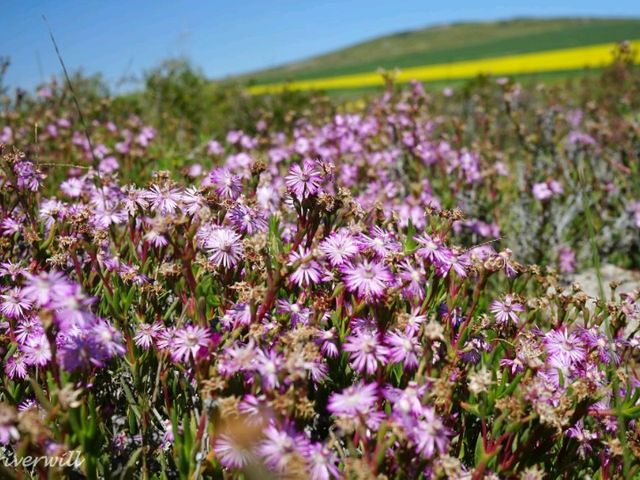 【南アフリカ】砂漠に出現する奇跡の花園！「ナマクアランド」