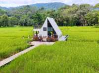 พิกัดคาเฟ่สวย ในทุ่งนา เชียงราย : Cafe’lista