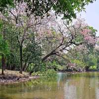 หนาวนี้ไปชมซากุระ 🌸 เมืองไทยกัน
