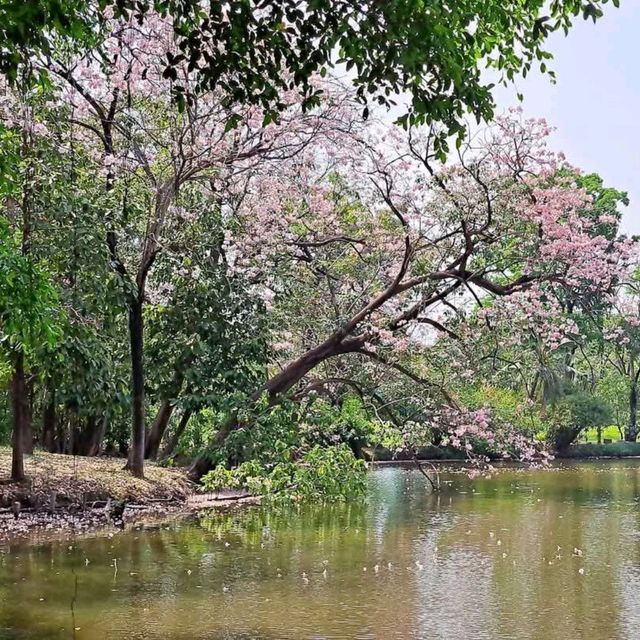 หนาวนี้ไปชมซากุระ 🌸 เมืองไทยกัน