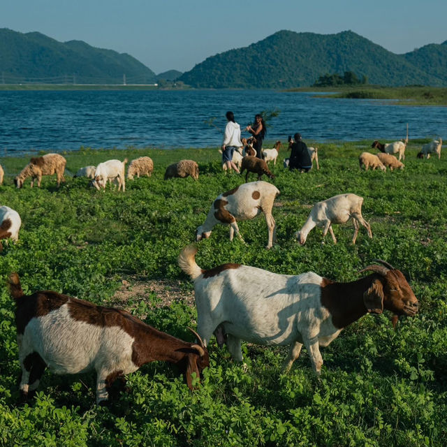“ปราณบุรี”มุมนี้ทั้งสวยทั้งชิลฟีลตปทมากกก🐑🏞🐐 
