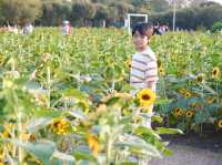 ทุ่งทานตะวัน สวนรถไฟ 🌻