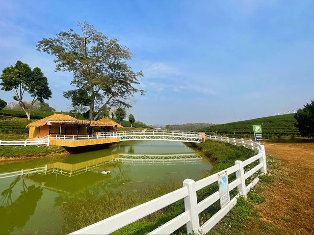 ไร่ชาที่กว้างใหญ่และวิวสวยจิ้งที่เชียงราย 🌱