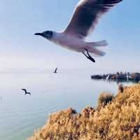 Kunming: The Destination You Didn't Know You Needed