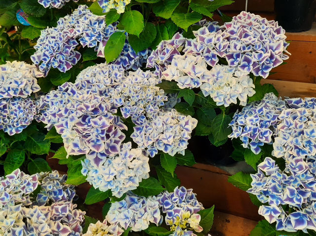 🇯🇵 東京近郊紫藤花💜