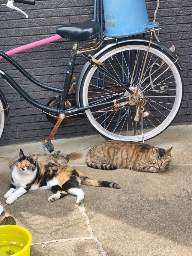 🌊 후쿠오카 아이노시마, 고양이와 바다가 함께하는 힐링 섬! 🐾
