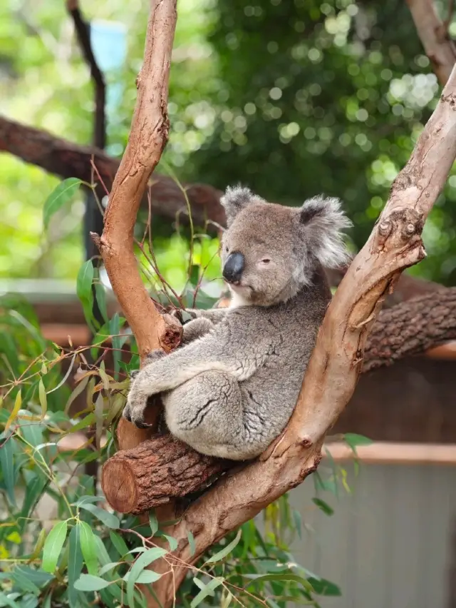 A day in Melbourne Zoo