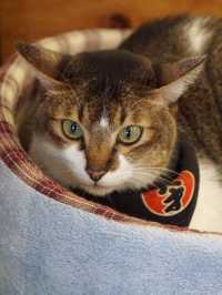 A Purr-fect Afternoon with a Dozen Cats at The Cat Café Bugis