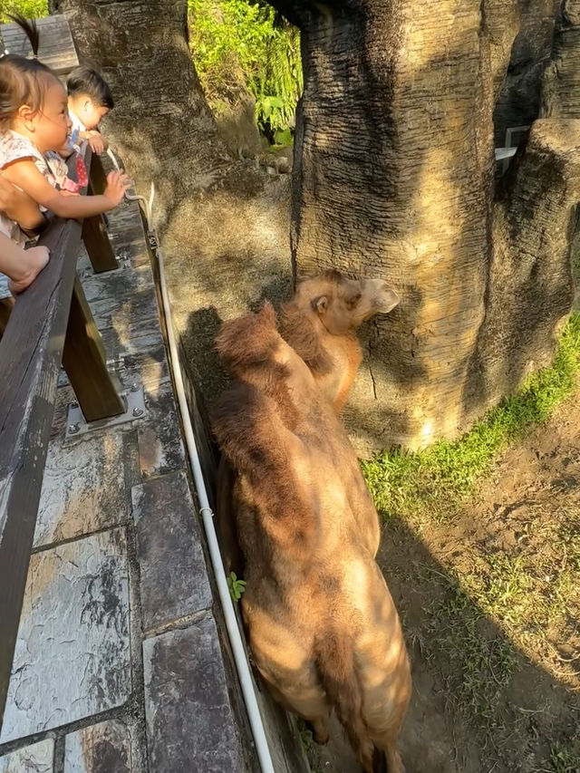 台北｜台北市立動物園