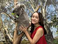 【オーストラリア】コアラと写真を撮ろう🐨