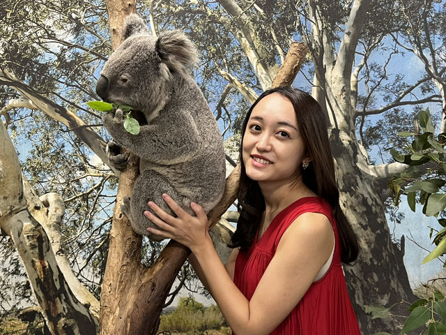 【オーストラリア】コアラと写真を撮ろう🐨