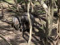 Moonlit Sanctuary: A Magical Wildlife Encounter