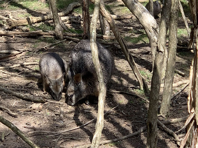 Moonlit Sanctuary: A Magical Wildlife Encounter