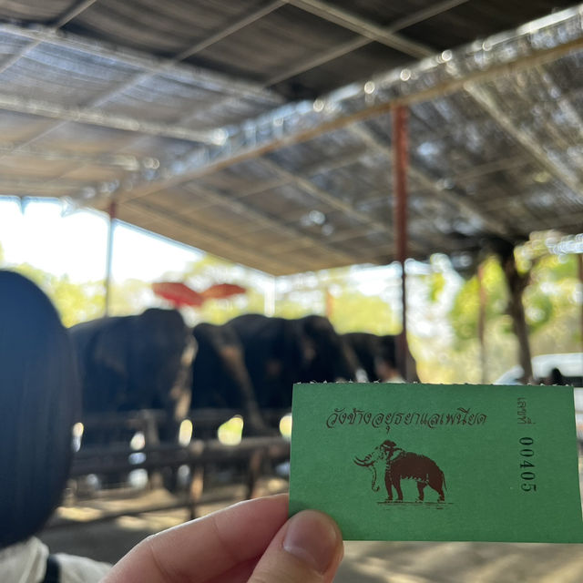 タイ旅行🇹🇭アユタヤ遺跡と像乗り体験
