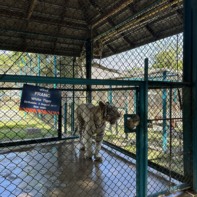 【チェンマイ】🇹🇭 タイガーキングダム チェンマイ