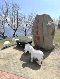 【台湾】清境農場🐏