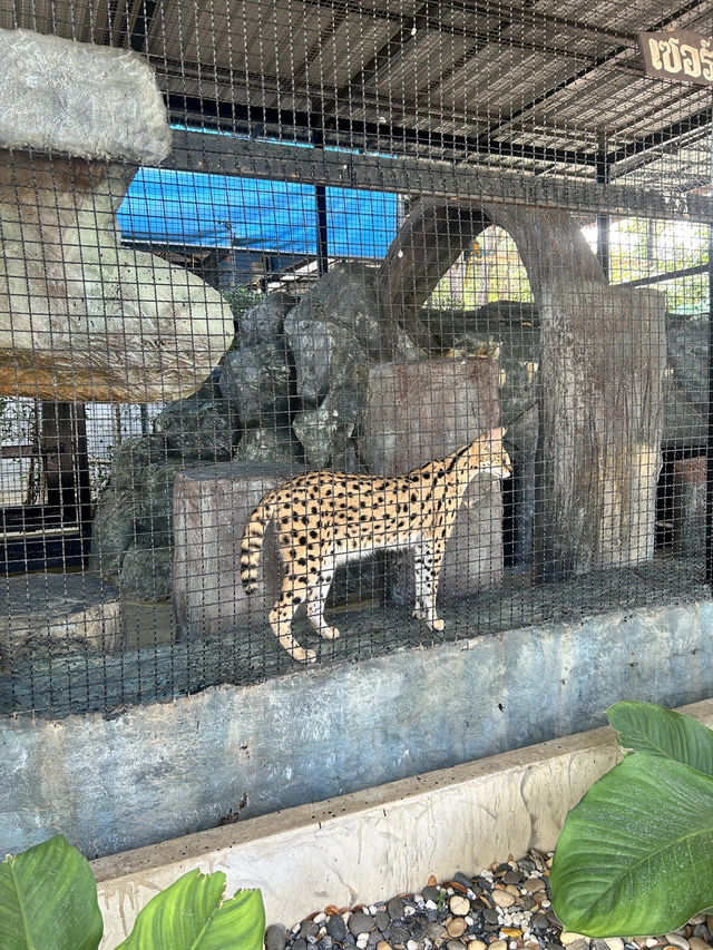 曼谷🇹🇭必推！大城動物園🦒距離近又有滿滿的長頸鹿