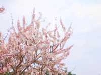 ถนนดอกกัลปพฤกษ์ จันทบุรี