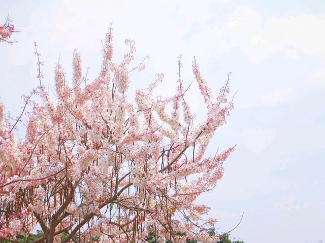 ถนนดอกกัลปพฤกษ์ จันทบุรี