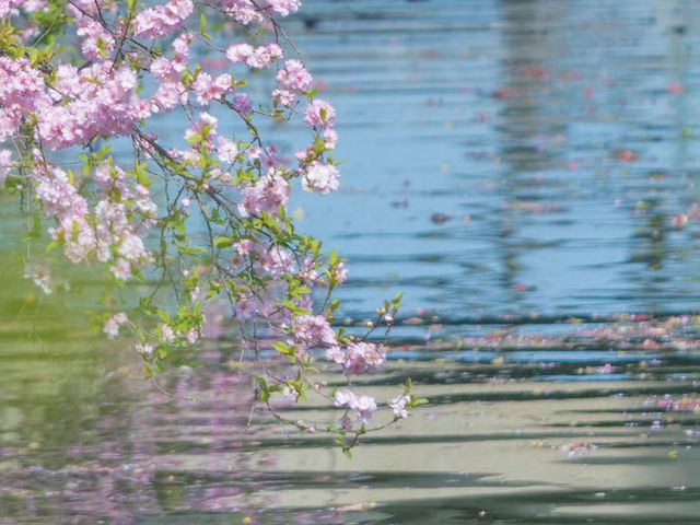 比日本更好看的櫻花🌸武漢賞櫻2025