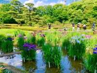【東京】皇居東御苑 菖蒲の美しい景色 