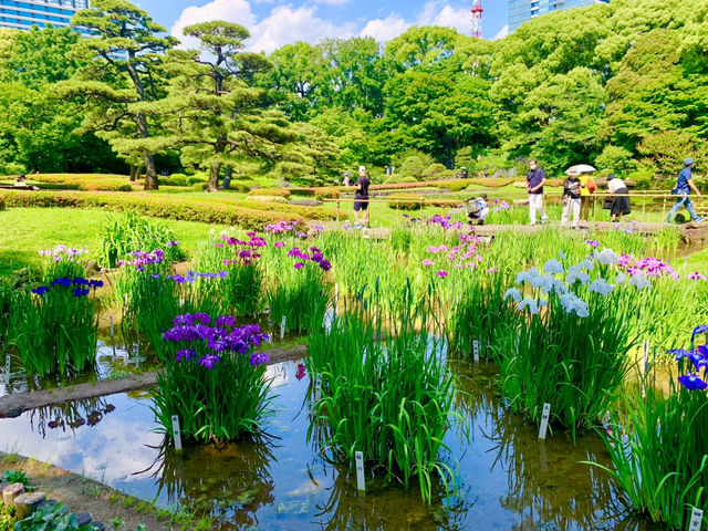 【東京】皇居東御苑 菖蒲の美しい景色 