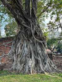 Time Stands Still: The Timeless Beauty of Wat Mahathat