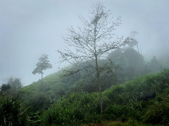 ภูสอยดาวหน้าฝน กับทุ่งหญ้าเขียวขจี 🌧️🍃