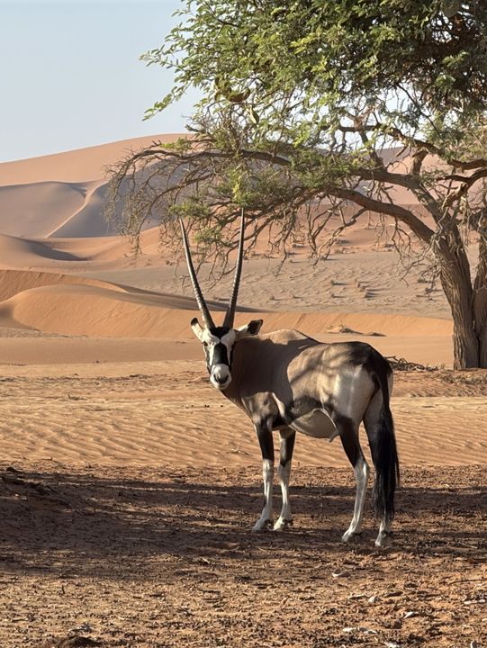 비현실적 엽서 풍경🏜️ 나미비아 데드블레이