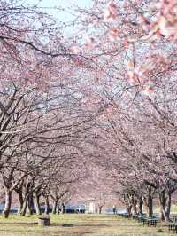 【埼玉×北浅羽桜堤公園】一足先に満開になる桜のスポット