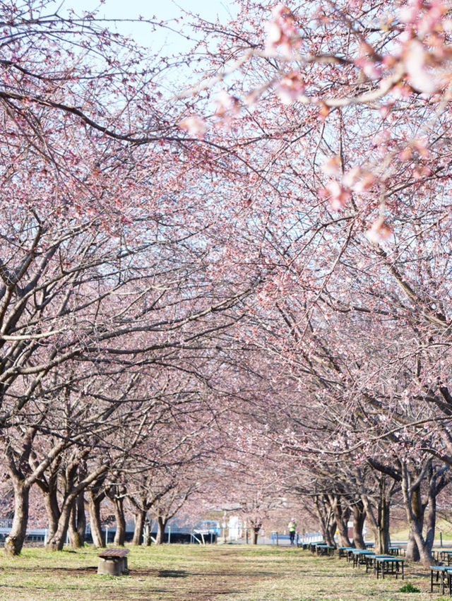 【埼玉×北浅羽桜堤公園】一足先に満開になる桜のスポット