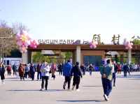 ชมซากุระ @Gucun Park, เซี่ยงไฮ้