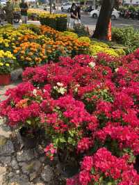 🌸 Spring in Ho Chi Minh City