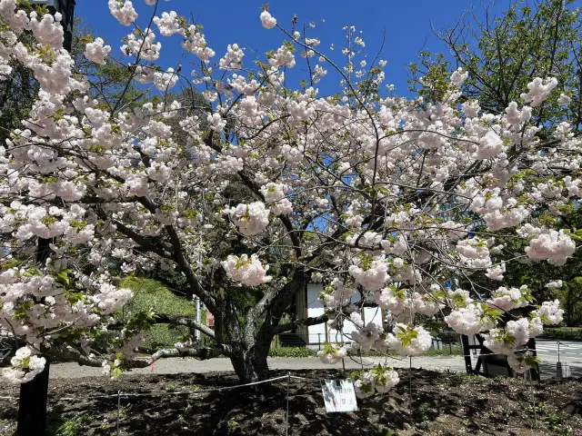 ชมซากุระที่ Maizuru Park สวนที่อยู่ใน Fukuok
