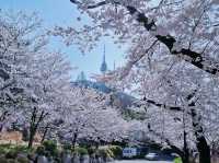 🌸 **首爾南山公園櫻花觀賞遊覽分享** 🌸