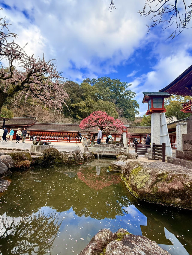 太宰府｜拜訪學問之神賞滿園盛開梅花 御神牛、夢守最強能量景點