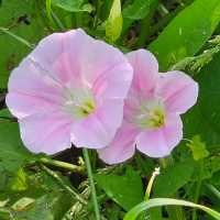 🌸 **釜山水營江邊步道櫻花觀賞遊覽分享** 🌸