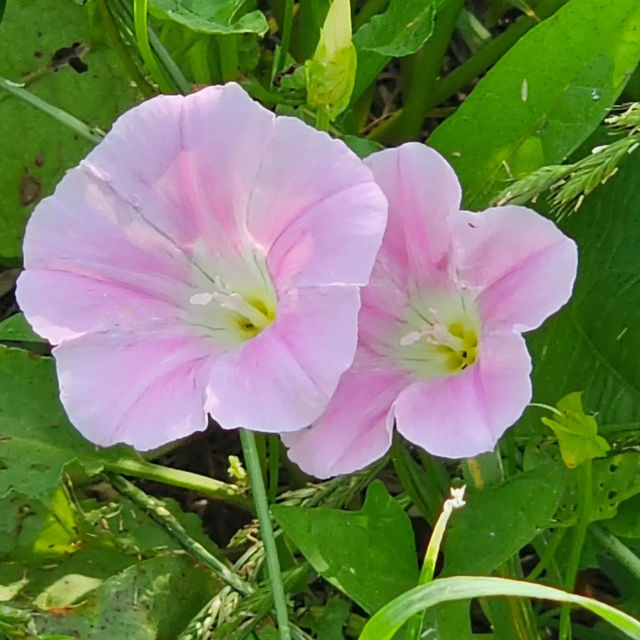 🌸 **釜山水營江邊步道櫻花觀賞遊覽分享** 🌸