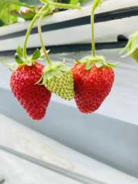 Kishinosato Strawberry Farm ฟาร์มสตรอว์เบอร์รีสดๆ